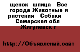 щенок  шпица - Все города Животные и растения » Собаки   . Самарская обл.,Жигулевск г.